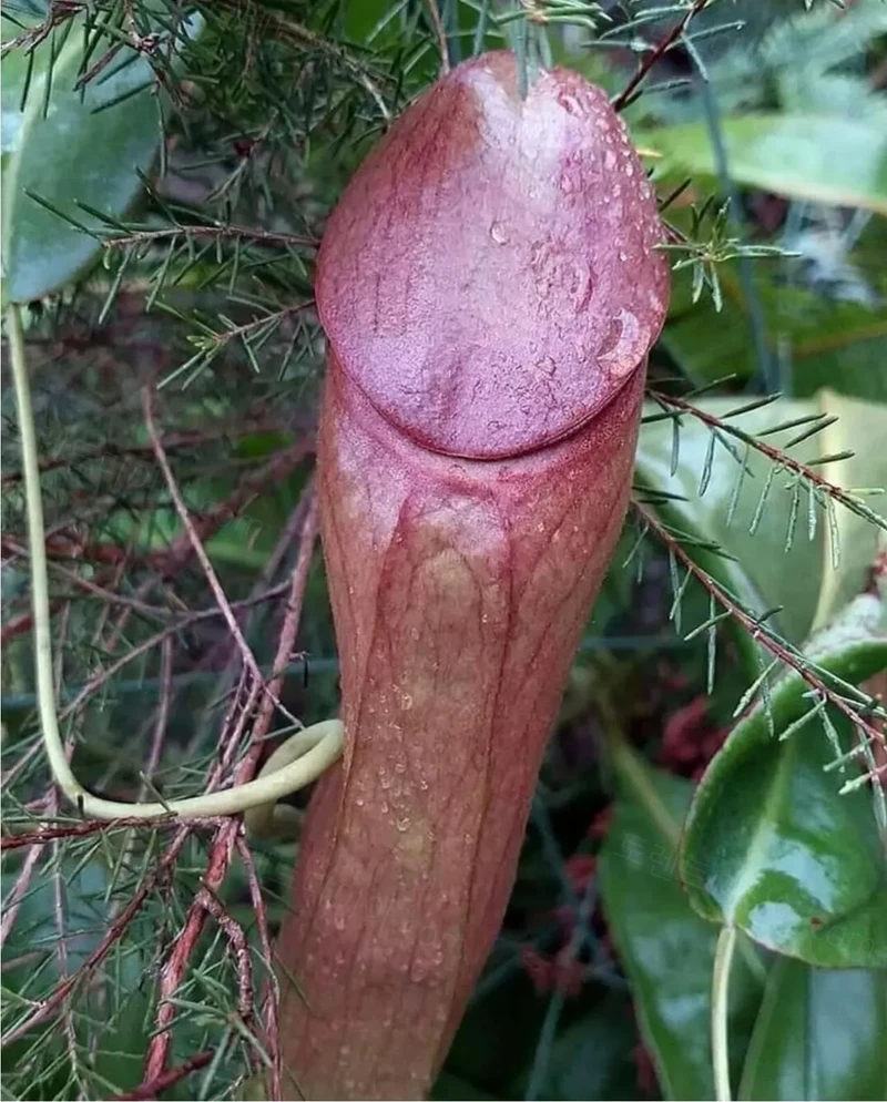 뭐같이 생긴 식물-3
