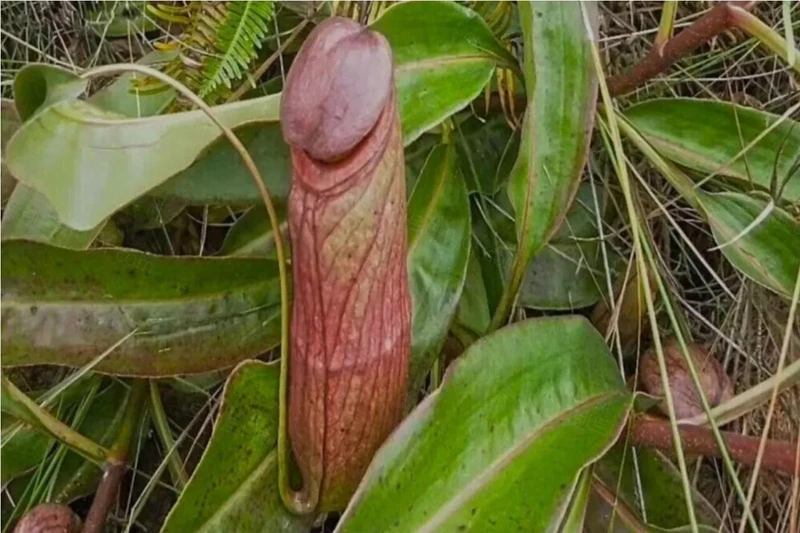 뭐같이 생긴 식물