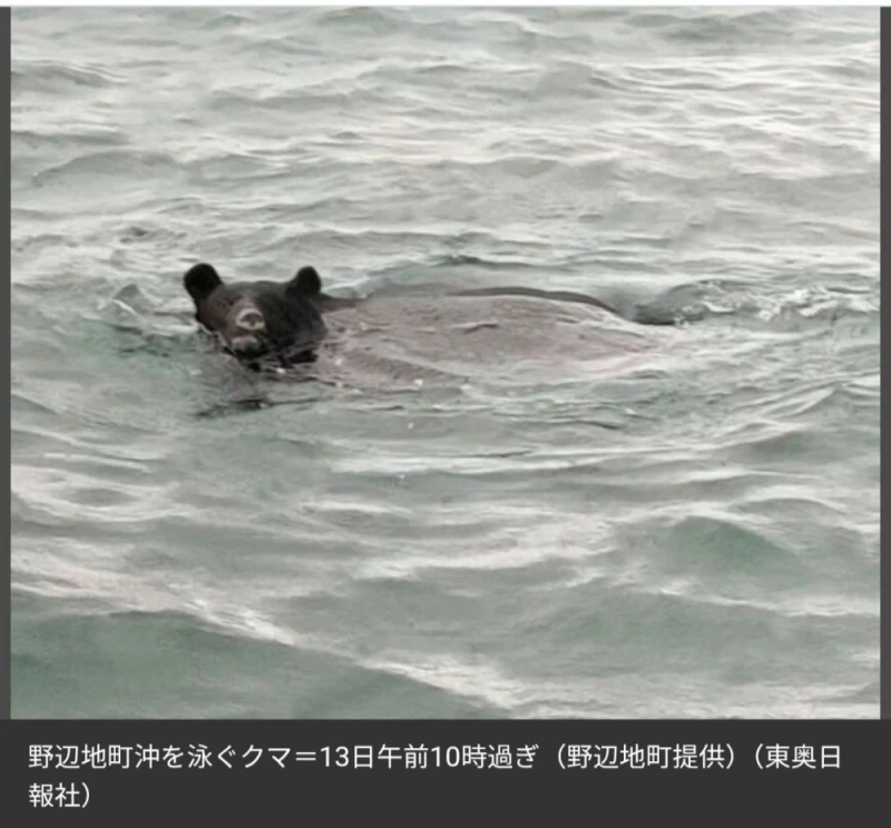 드디어 바다에서도 발견된 일본 곰